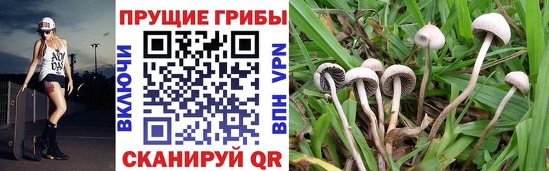 Галлюциногенные грибы Cubensis  Кимры 